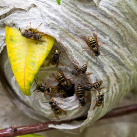 Are wasps the good guys?