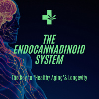 The Endocannabinoid System | A Key Player To Healthy Aging amp Longevity