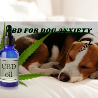 CBD For Your Dog’s Anxiety