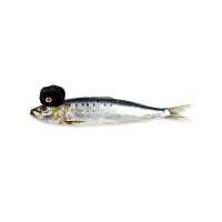 The Sardine Comrade