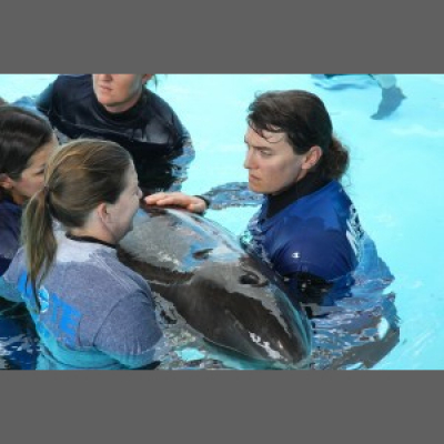 Two Sea Fans: Mote Marine Laboratory Podcast