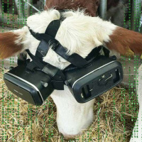 Vacas usando VR