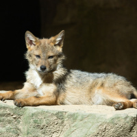 E-401 Stop feeding the coyotes