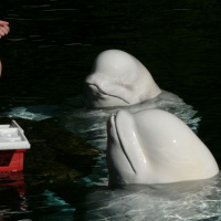 E-547 The latest victim of the cetacean debate