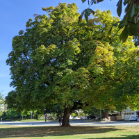 E-486 Arborist industrial complex