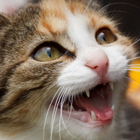 E-514 Finally slaying the cat democracy