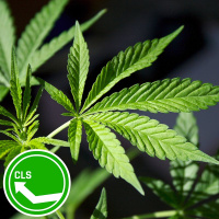#94: Marijuana Memories