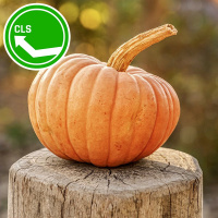 #139: Halloween