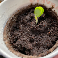 The Mid Day Show With J.R. Bjornson Plant Something and See What Happens