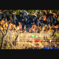 Wine - Vineyard Cash Flow, Beverage Fraud - VinX, VeChain