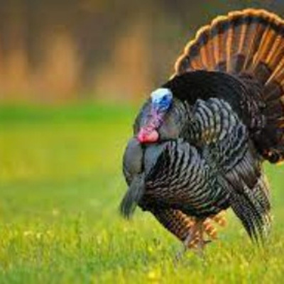 Sportsmens Nation - Big Game | Western Hunting