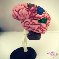#064 Your brain NEEDS sleep