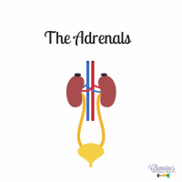 #088 The Adrenals