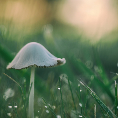 Find Your Model Health!