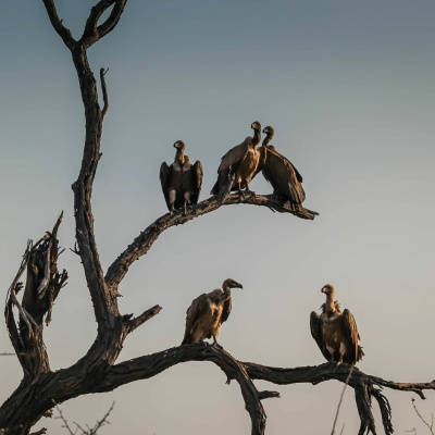 Find Your Model Health!