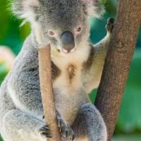Snipers in Australia shot down over 700 koalas
