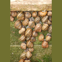 Cavan farmer who has made a success of snail farming