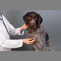 Professional spotlight: The career of a veterinary surgeon