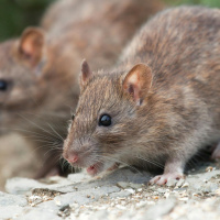 Green Scene: Life-saving giant sniffer rats