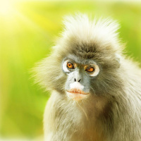 Green Scene: How monkeys choose babysitters!