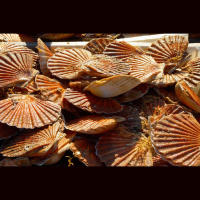 The Green Scene: exciting advancements in scallop fishing