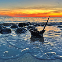 CEN Uncovered: Turning tides for endotoxin testing