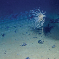 CEN Uncovered: The ocean floor is littered with valuable minerals. Should we go get them?