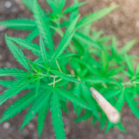 Legalising cannabis ‘could be a good thing’ - Farmer Hannah Quinn Mulligan