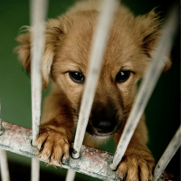 What punishment should be given to puppy farms?