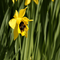 Holistic remedies for summer ailments