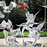 Theres an invasion! - Seagulls terrorising locals in Drogheda
