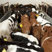 Farming industry condemns disturbing abuse of animals exposed by RTÉ report