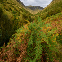 Rewilding in Kerry