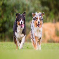 Is Ireland dog friendly enough?