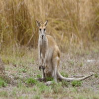 Wallaby on the lose in Tyrone