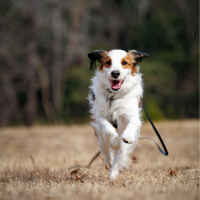 It can be really devastating: Coping with pet loss