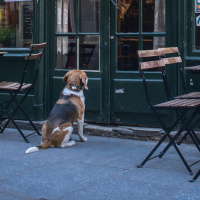 Should pets be allowed in public dining spaces?