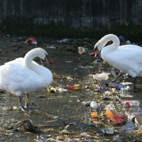 Does littering come from a lack of local pride?