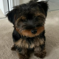 Dog theft in Dublin