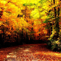 Waxy Buildup: Autumn/Fall