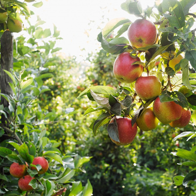 Answers With Bayless Conley