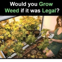 Would You Grow Weed If It Was Legal?
