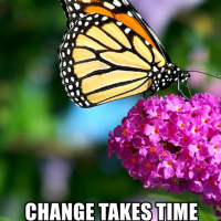 Lesson from the butterfly