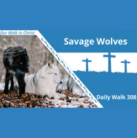 Savage Wolves | Daily Walk 308