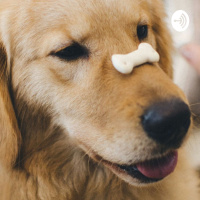 Primul  etaj al piramidei bunăstării câinelui de acasă !