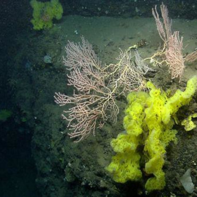 Steve Klamkin  The Saturday Am News