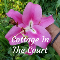 Episode 13 - Hands In The Dirt Recap, Preston Montague and Thoughts on Gardening...