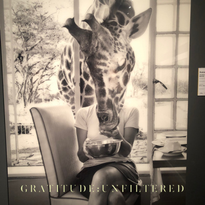 Joshua T. Berglans Gratitude:unfiltered