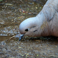 Queen e Da Vinci: in realtà