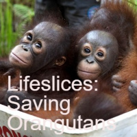 Lifeslices: Saving Orangutans